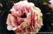 Rockii Peony: JIN CHENG FEN